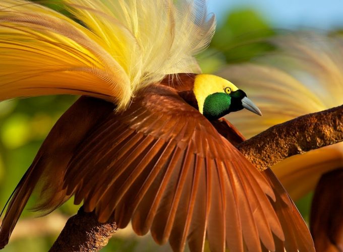 Wallpaper bird of paradise, bird, 4k, Animals 7962411459